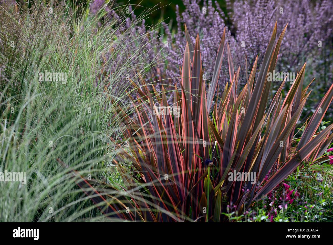 Phormium Maori Queen,New Zealand Lin,Phormium Rainbow Queen,mélange de graminées,herbe,nepeta nuda,miscanthus,jardin sec,gravier jardin,fleurs,fleurs,fleurs,gite Banque D'Images