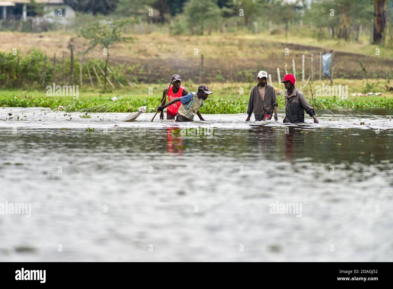 Pêcheurs kenyans marchant dans l'eau avec pêche nette dans le lac Naivasha, Kenya, Afrique de l'est Banque D'Images