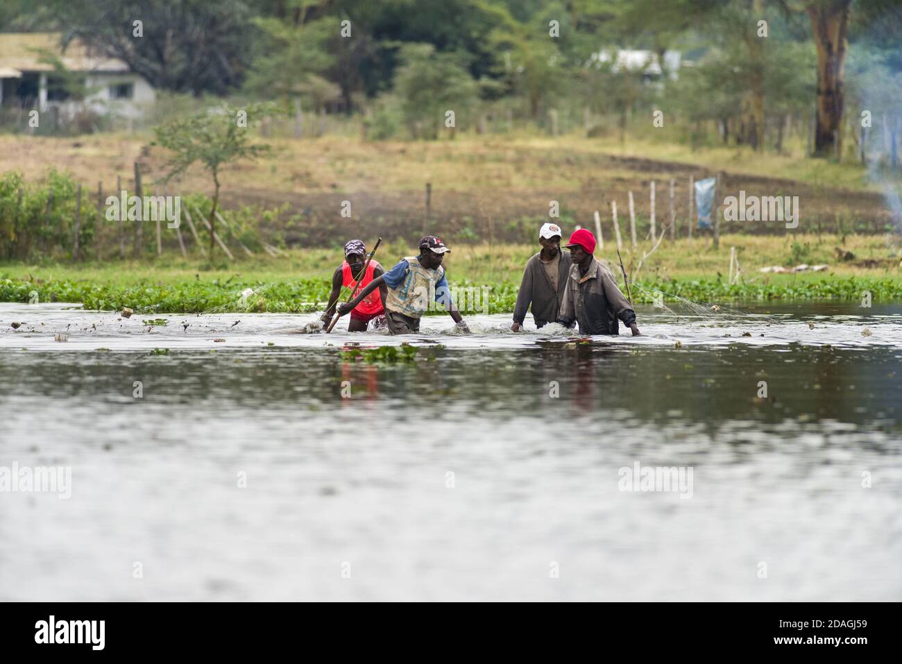 Pêcheurs kenyans marchant dans l'eau avec pêche nette dans le lac Naivasha, Kenya, Afrique de l'est Banque D'Images