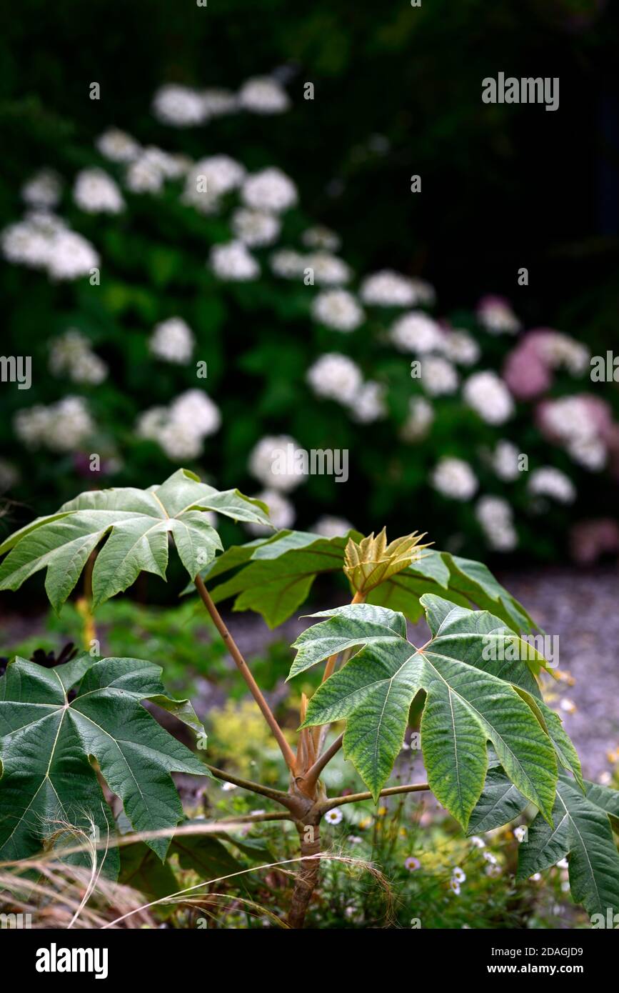 Tetrapanax rex,feuillage vert,feuilles,portraits de plantes,arbustes à feuilles persistantes,plantes architecturales,plantation, RM Floral Banque D'Images