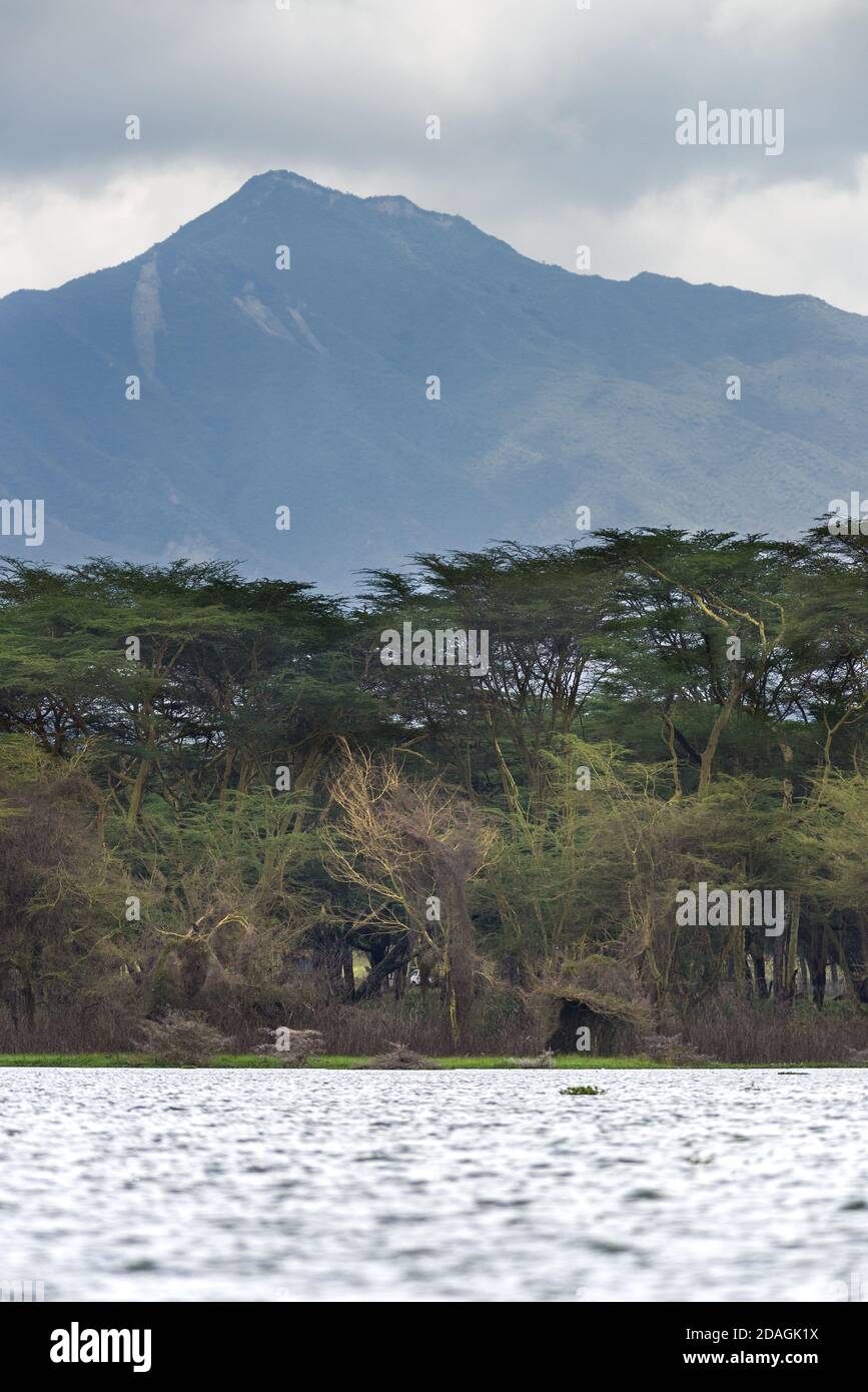 Mont Longonot vue depuis le lac Naivasha avec de l'eau et des Acacia en premier plan, Kenya, Afrique de l'est Banque D'Images