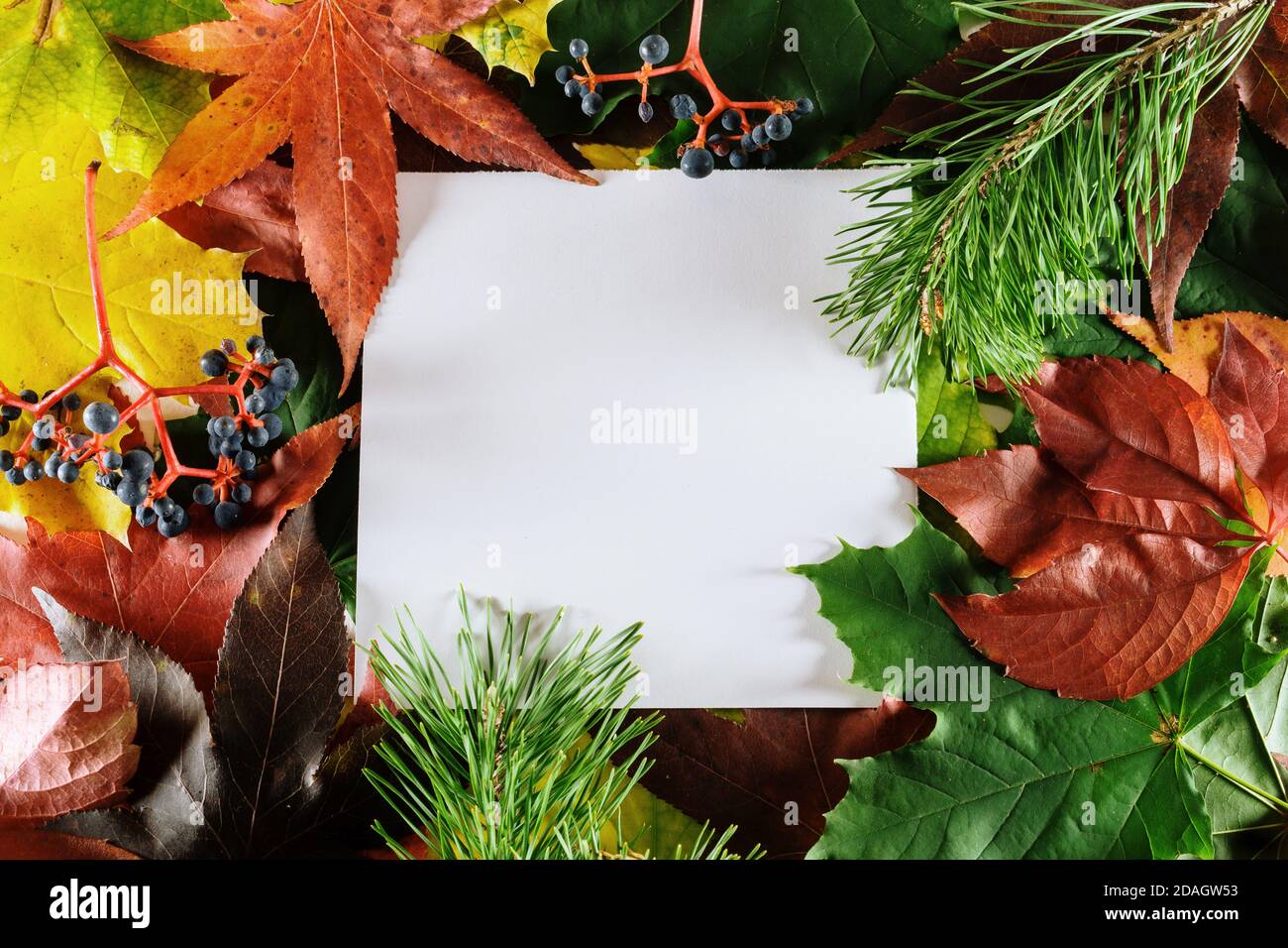 Aménagement automnal coloré. L'automne créatif laisse un arrière-plan d'automne avec un espace de copie carré blanc Banque D'Images
