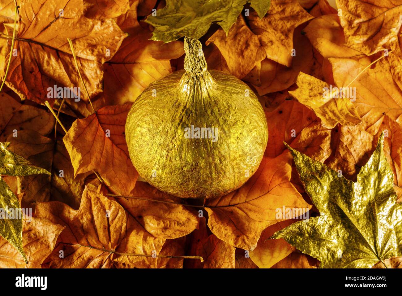Arrière-plan d'automne créatif. Feuilles d'automne orange et or et citrouille d'or au milieu. Banque D'Images