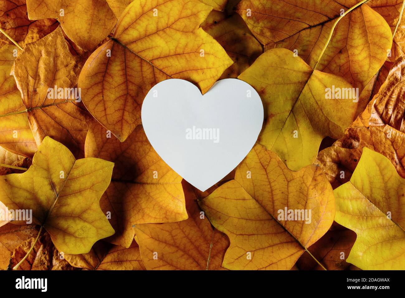 Mise en page d'automne créative avec note de papier blanche en forme de coeur. Belles feuilles d'automne orange Banque D'Images