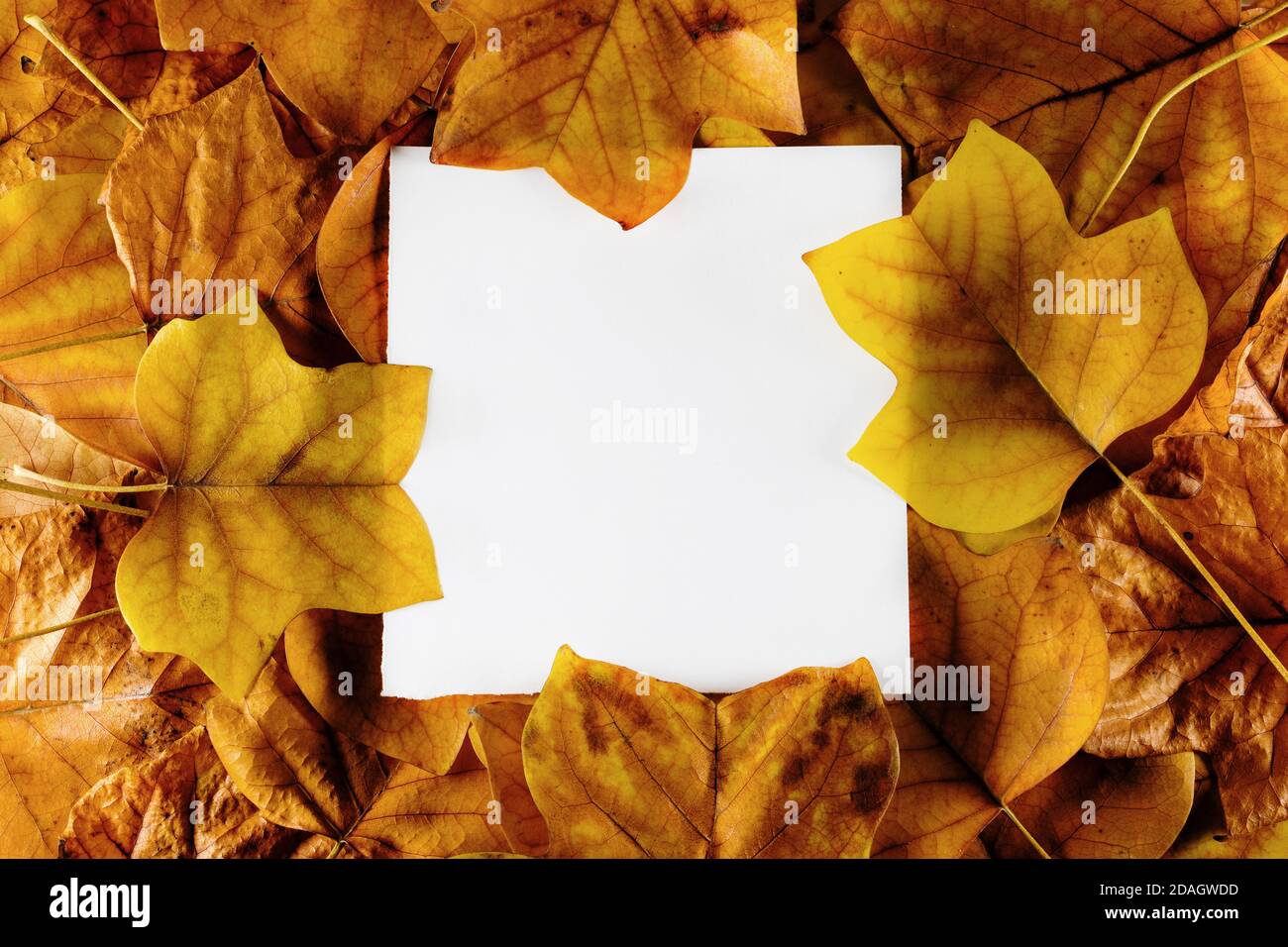 Mise en page d'automne créative avec note de papier blanche carrée Banque D'Images