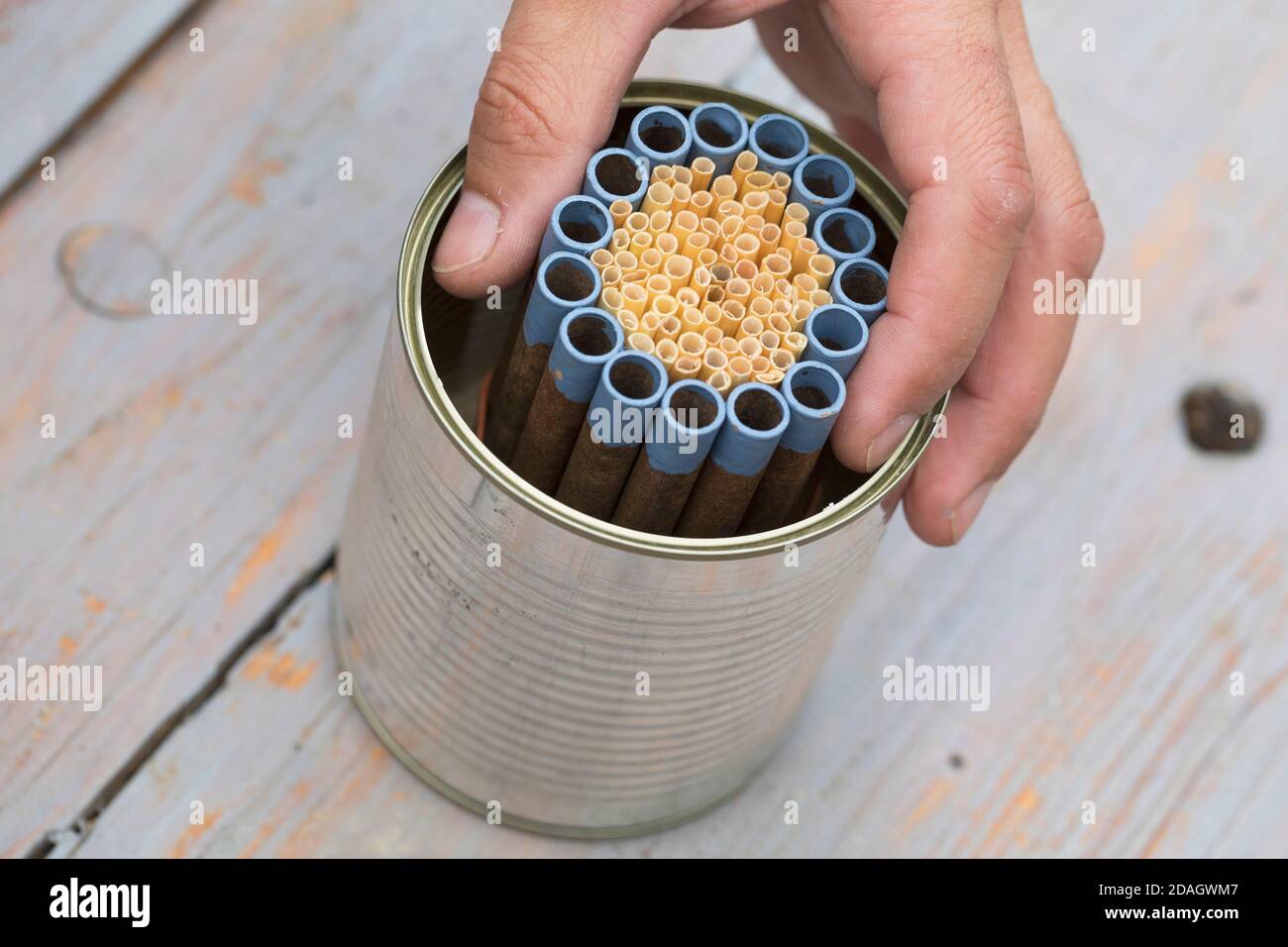 Aide à la nidification des abeilles sauvages avec tubes en carton et pailles naturelles dans une boîte en étain, Allemagne Banque D'Images