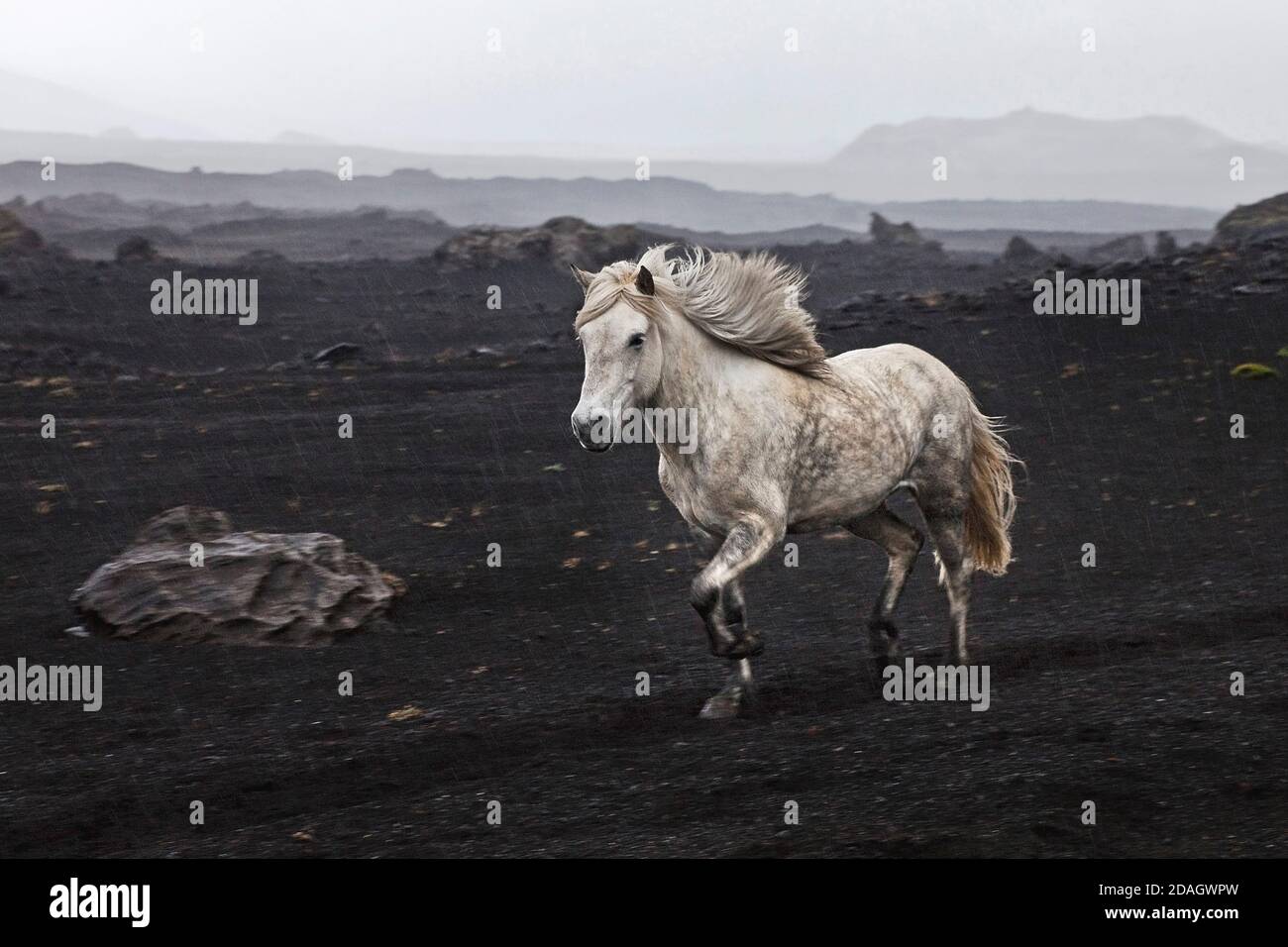 Cheval Islandic, cheval islandais, poney islandais (Equus przewalskii F. caballus), poney islandais blanc à aire libre dans le paysage de lave noir, Islande, Banque D'Images