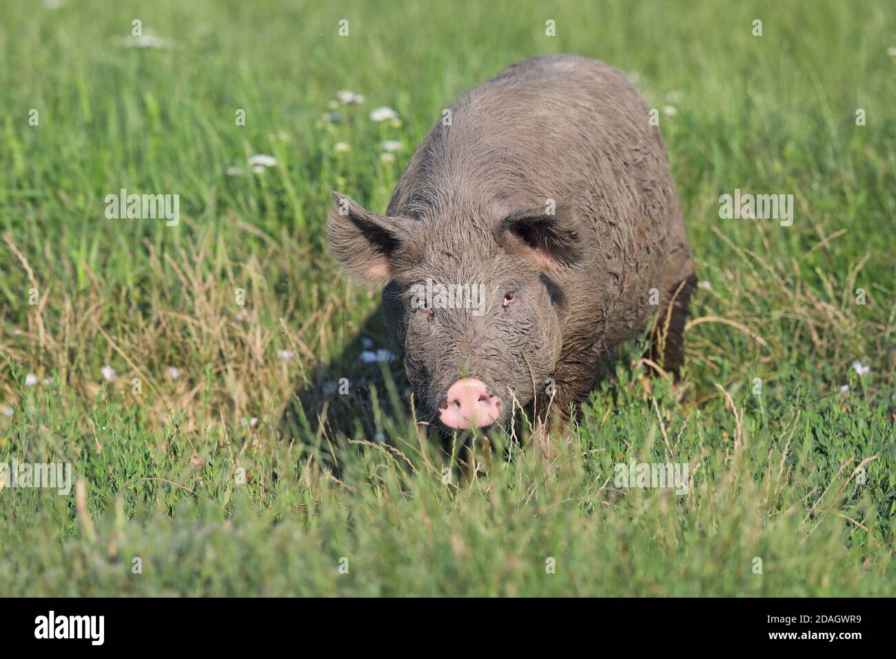 Mangalica, Mangalitsa, Mangalitza, Wooly Pig (sus scrofa F. domestica), marche à Puszta, recherche de nourriture, Hongrie, parc national d'Hortobagy Banque D'Images