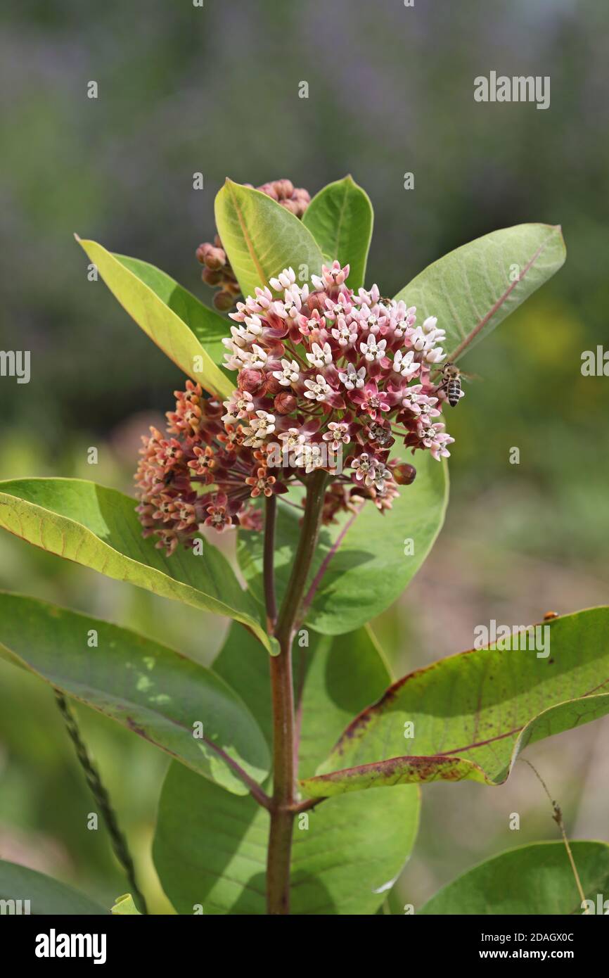 Mauvaise herbe, mauvaise herbe pourpre (Asclepias syriaca), floraison, Hongrie, parc national de Hortobagy Banque D'Images