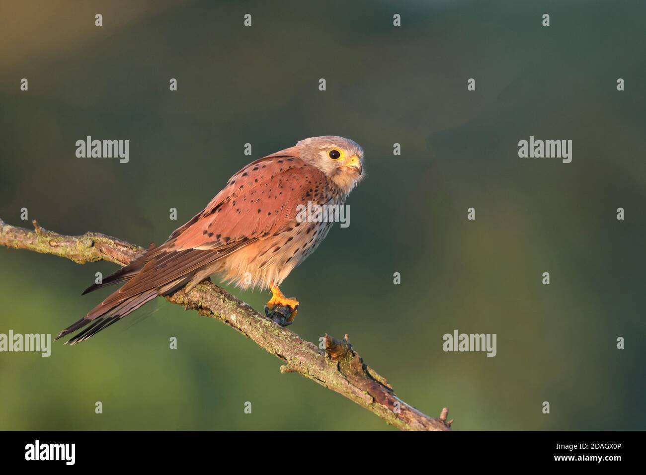 Kestrel européen, Kestrel eurasien, Kestrel ancien monde, Kestrel commun (Falco tinnunculus), homme sur une branche, Hongrie, Turkeve Banque D'Images