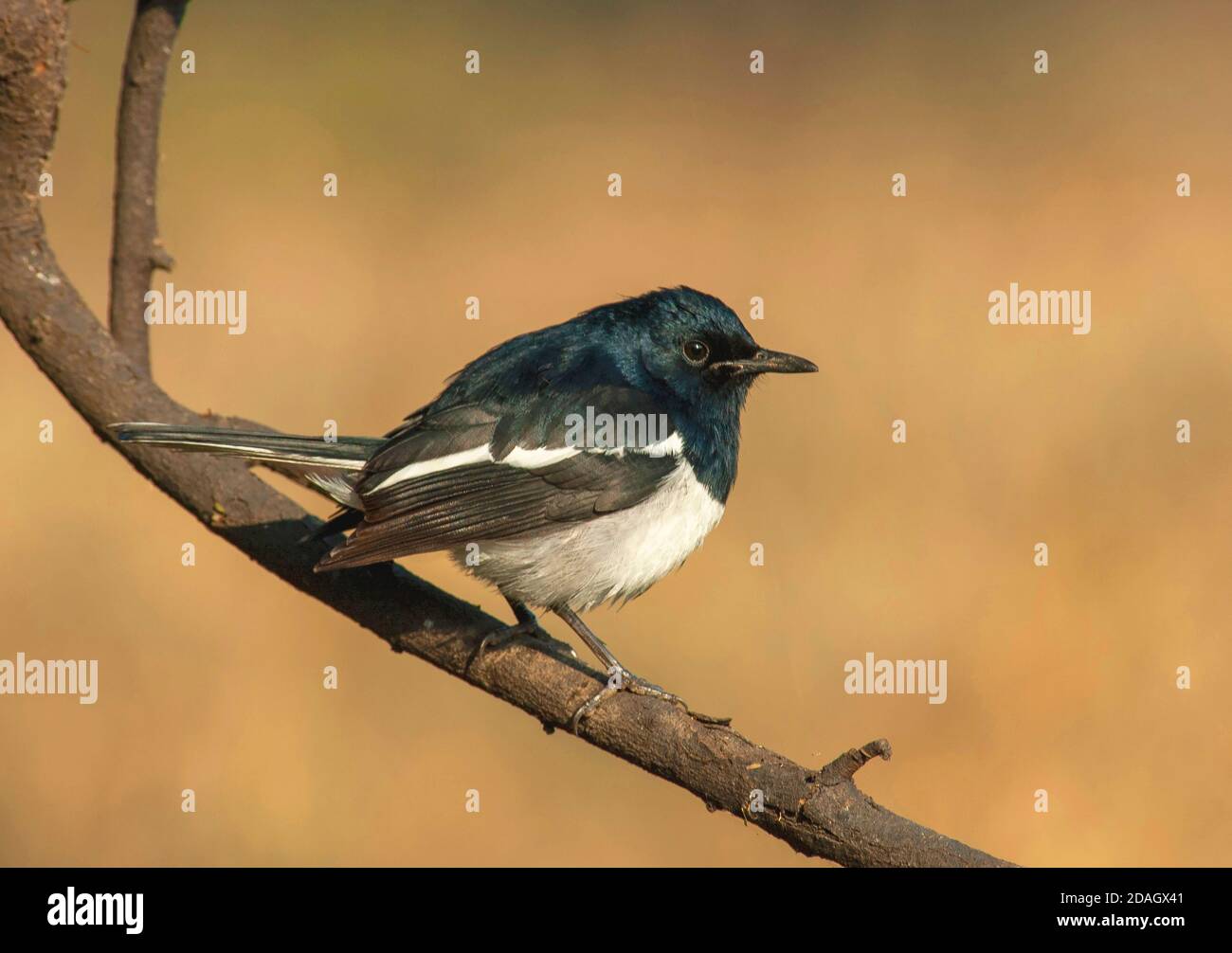 Oriental Magpie-Robin, magpie-Robin (Copsyrus saularis), homme en perching sur une branche, Inde Banque D'Images