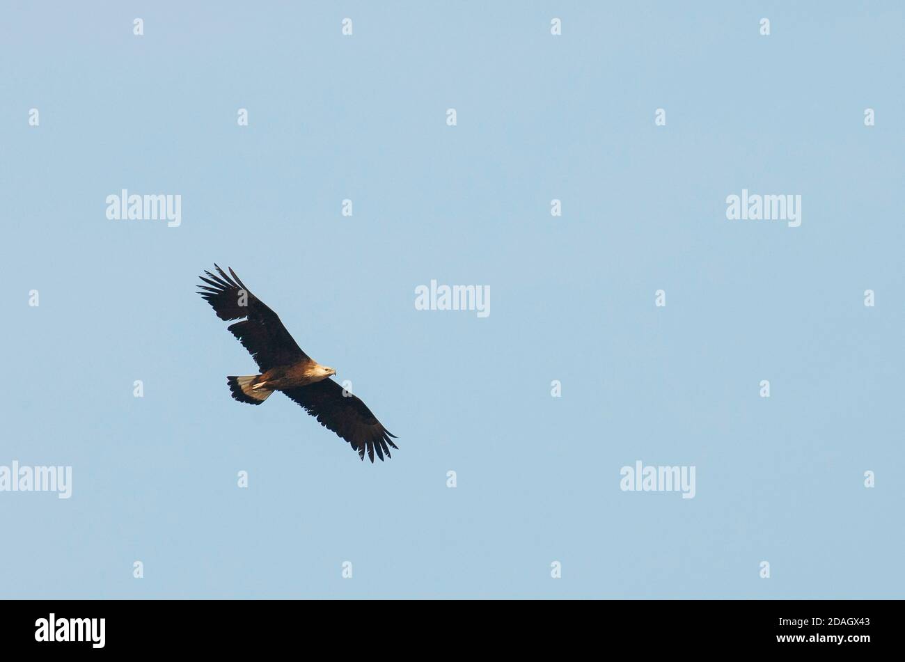 Aigle de mer de Pallas, aigle de mer de Pallas, aigle à tête de bande (Haliaeetus leucoryphus), adulte en vol, Inde, Banque D'Images