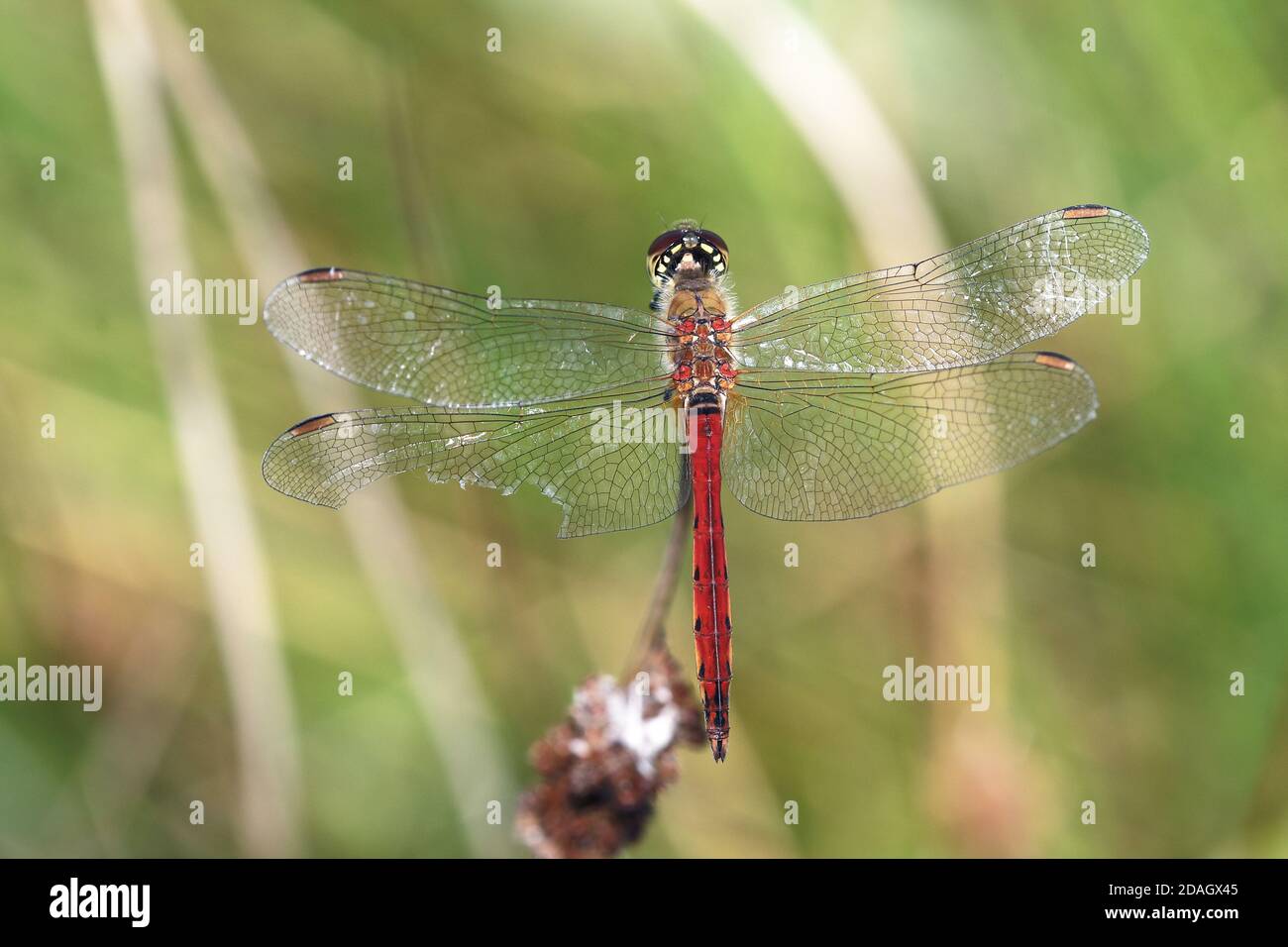 sympetrum d'Europe de l'est (Sympetrum depressiusculum), homme assis sur un Rush, pays-Bas, Overijssel, parc national de Weerribben-Wieden Banque D'Images