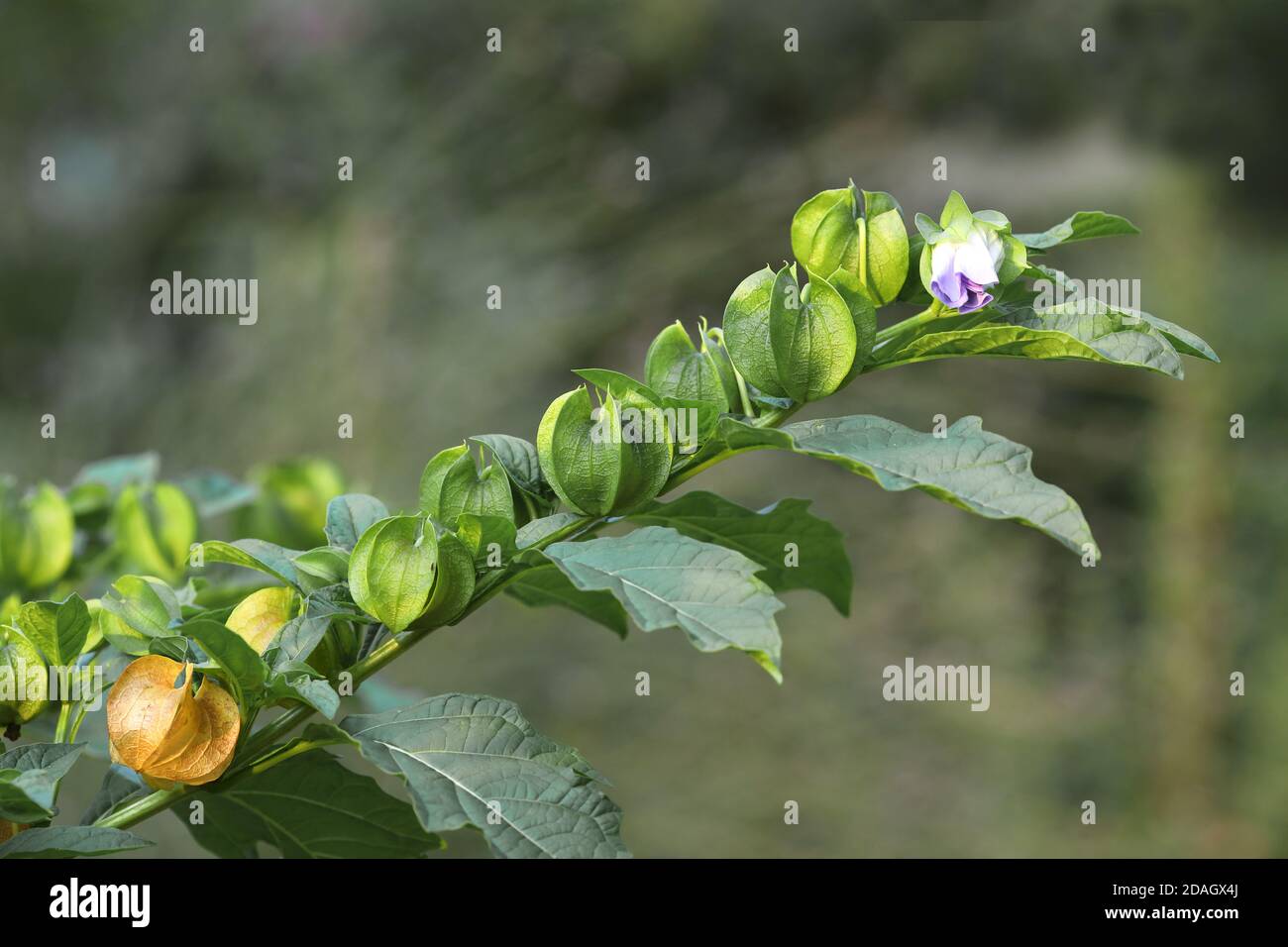 Plante de shoo-mouche, pomme-du-pérou (Niandra physalodes), branche avec fruits et fleur, pays-Bas, Gelderland Banque D'Images