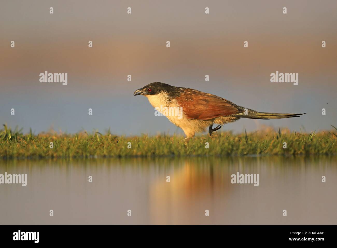 Coucal de Burchell (Centropus burchellii), recherche sur terre, Afrique du Sud, KwaZulu-Natal, réserve de gibier de Zimanga Banque D'Images