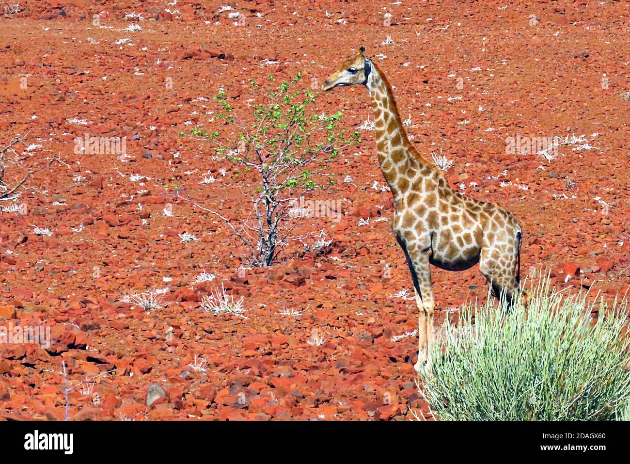 Un désert sud-africain Giraffe (Giraffa giraffa giraffa) dans le désert rocailleux de Torra Conservancy, Damaraland en Namibie Banque D'Images