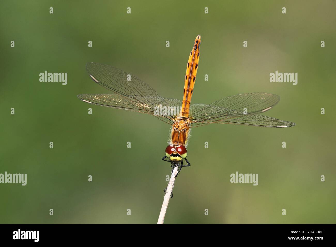 sympetrum d'Europe de l'est (Sympetrum depressiusculum), jeune homme se trouve à a STEM, pays-Bas, Overijssel, parc national de Weerribben-Wieden Banque D'Images