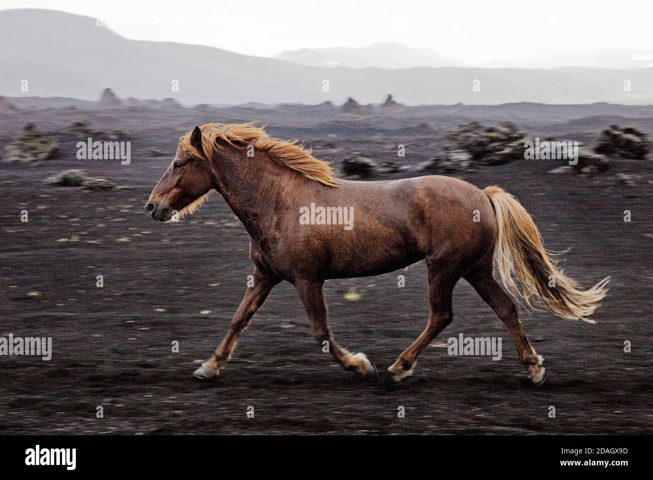 Cheval Islandic, cheval islandais, poney islandais (Equus przewalskii F. caballus), poney islandais à aire libre dans le paysage de lave noire, Islande, Banque D'Images