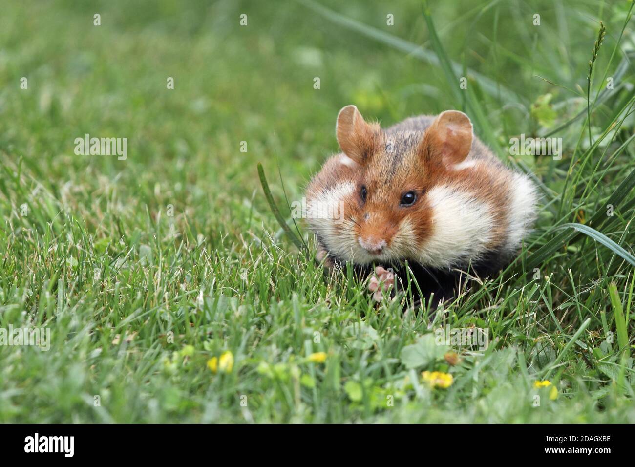 Hamster commun, hamster à ventre noir (Cricetus cricetus), assis dans un pré avec des joues pleines, joues de hamster, Autriche Banque D'Images