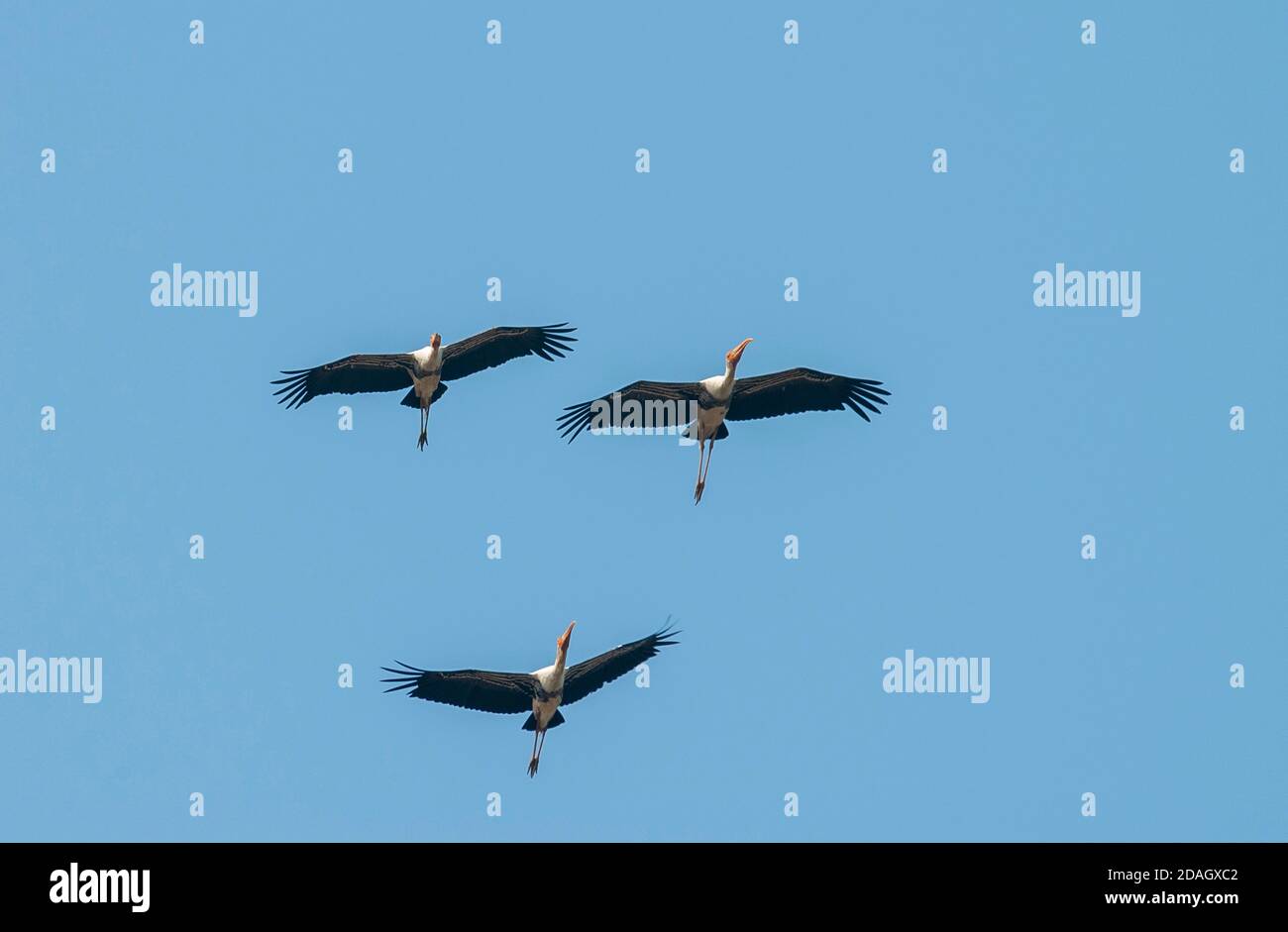 Cigogne peinte (Mycteria leucocephala, ibis leucocephalus), trois cigognes peintes en vol, en pleine ascension dans le ciel, en Inde Banque D'Images