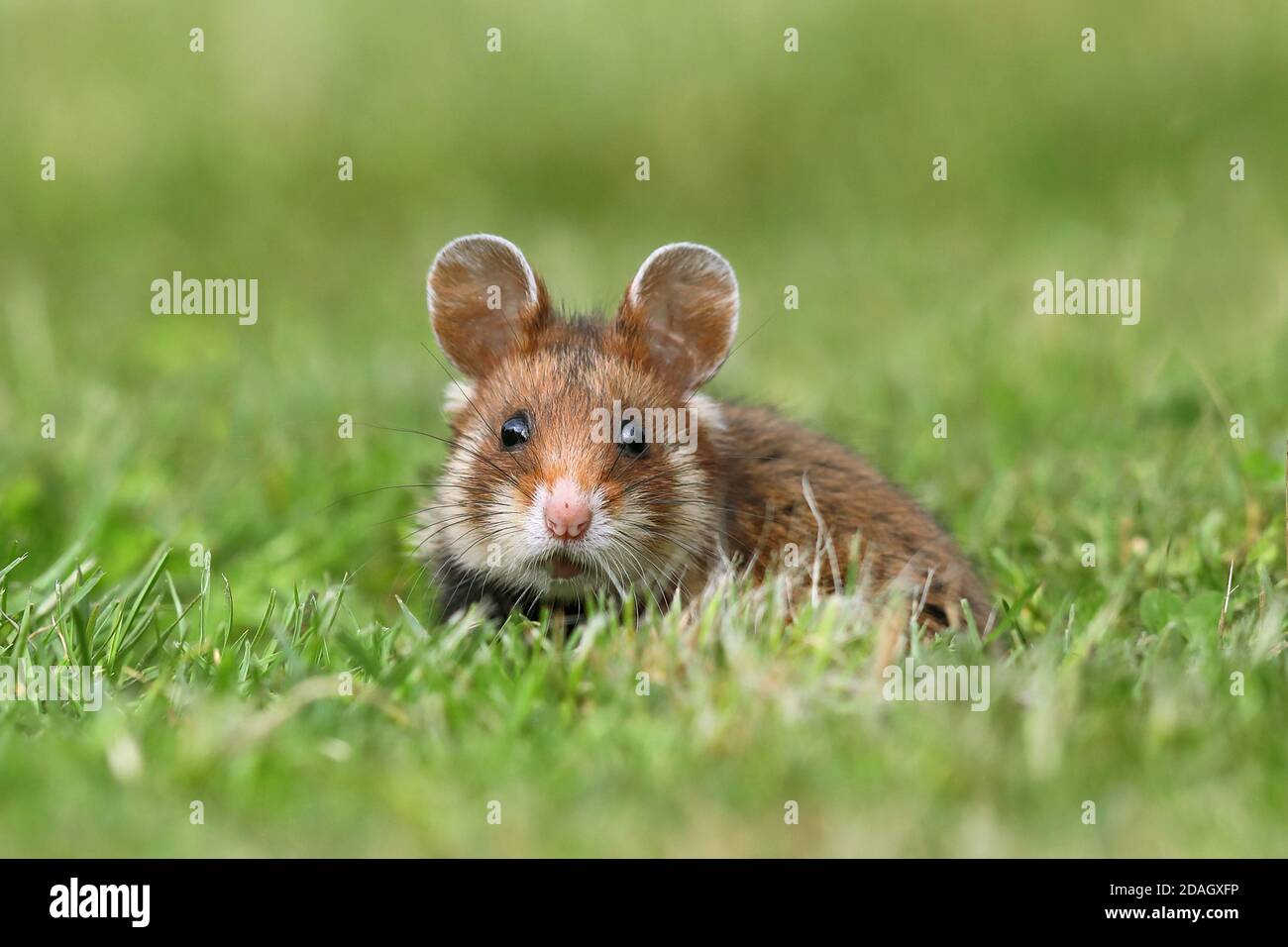Hamster commun, hamster à ventre noir (Cricetus cricetus), assis dans un pré , Autriche Banque D'Images