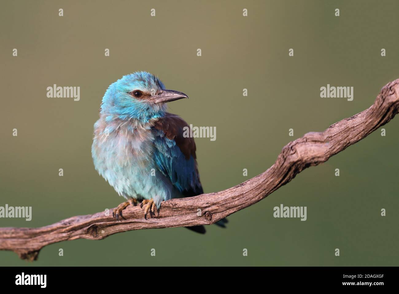 Roller européen (Coracias garrulus), jeunes oiseaux qui s'envollent sur une branche, Hongrie, parc national de Kiskunag Banque D'Images