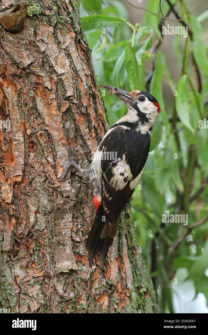 pic syrien (Picoides syriacus, Dendrocopos syriacus), homme assis à un tronc d'arbre, Hongrie, Kisujszallas Banque D'Images