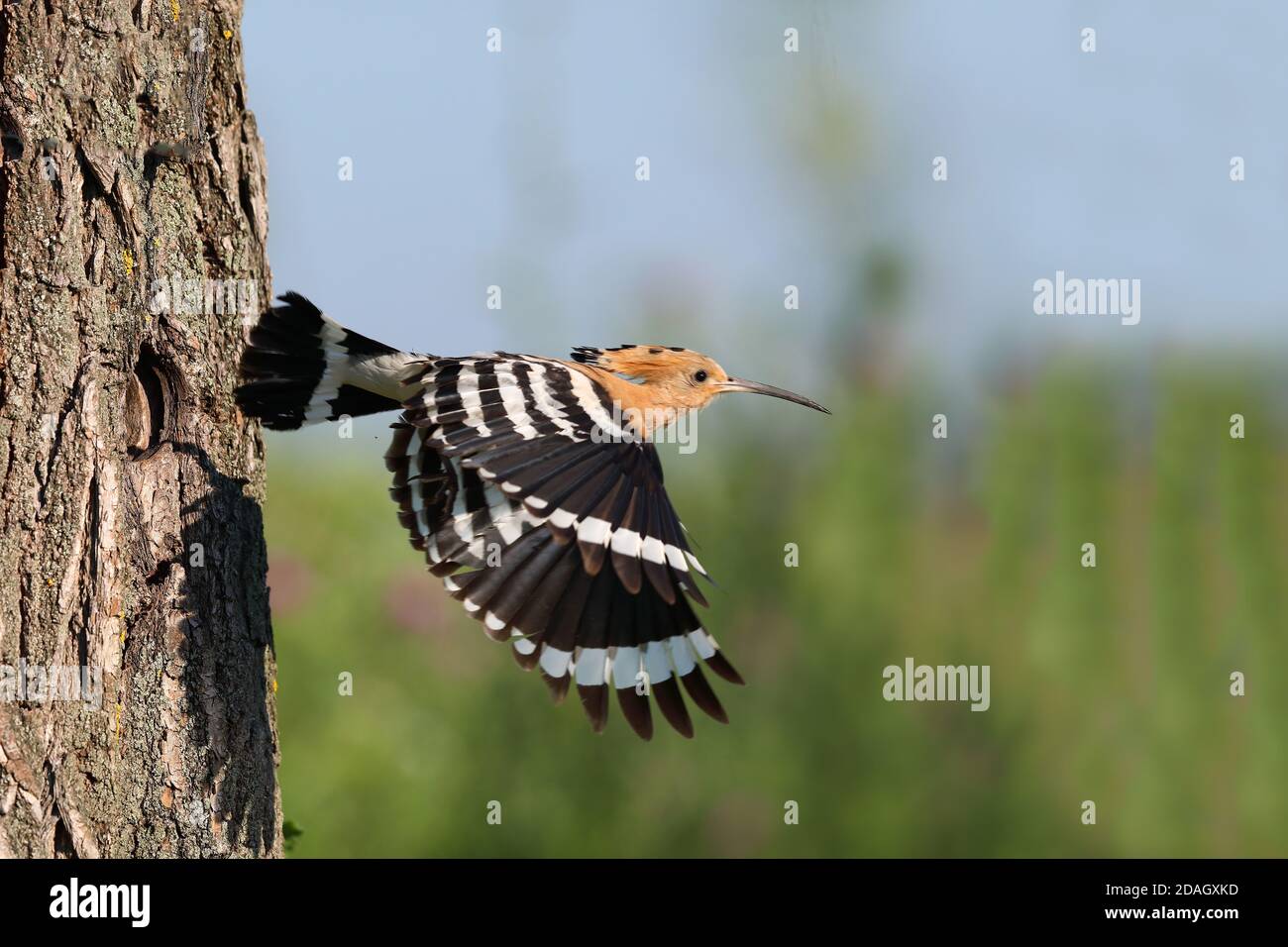 hoopoe (Upupa epops), à partir du trou de nidification, Hongrie, parc national de Koeroes Maros Banque D'Images