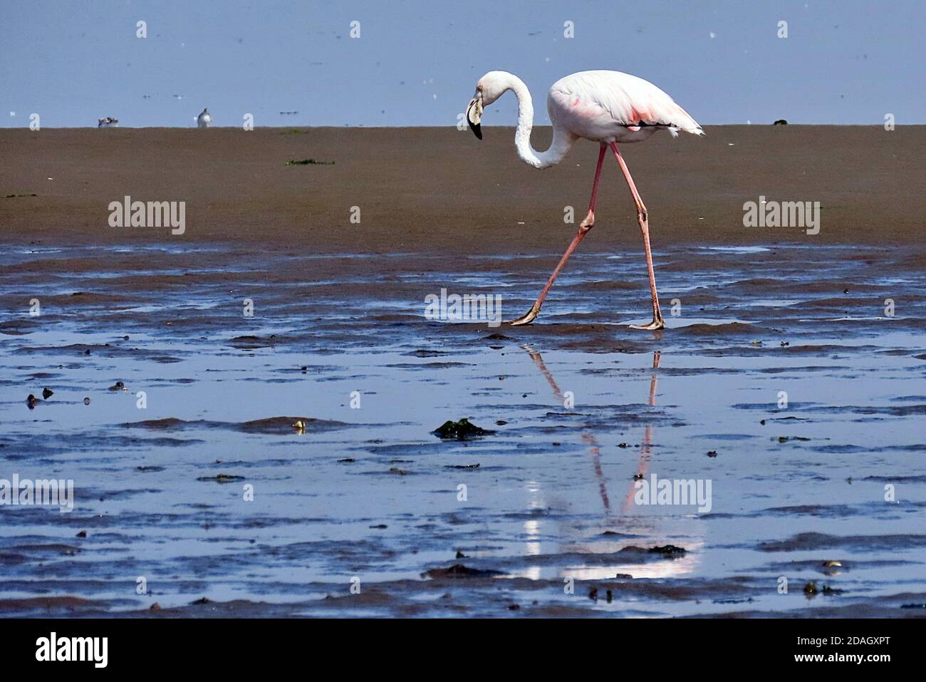 Un grand Flamingo (Phoenicopterus roseus) barboter dans l'eau salée peu profonde d'une réserve faunique de Walvis Bay, Erongo, Namibie Banque D'Images