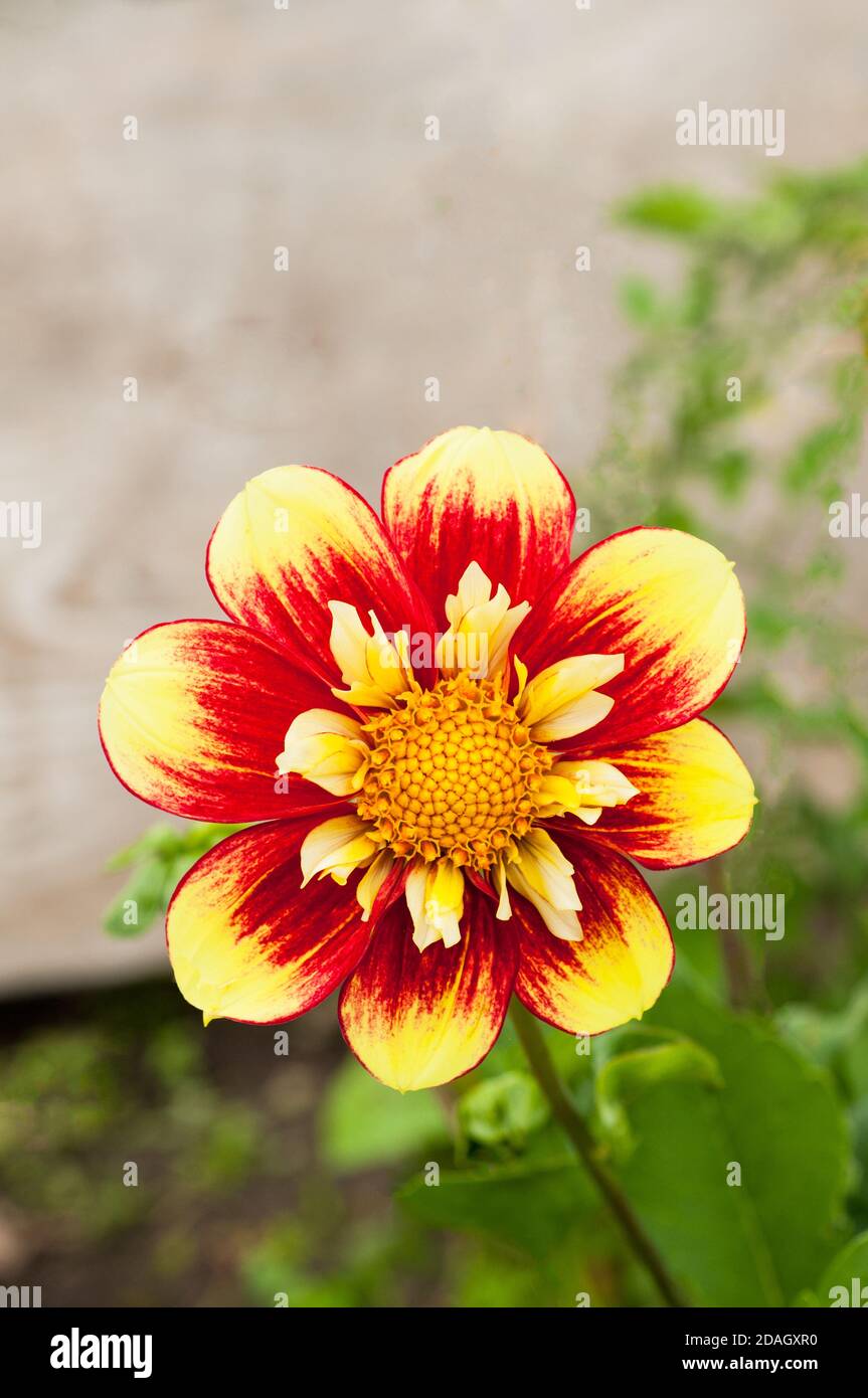 Gros plan de Dahlia Danum Torch une collerette dahlia qui Fleurs rouges et jaunes en été et en automne A. plante tubéreuse à feuilles caduques et à moitié dure Banque D'Images