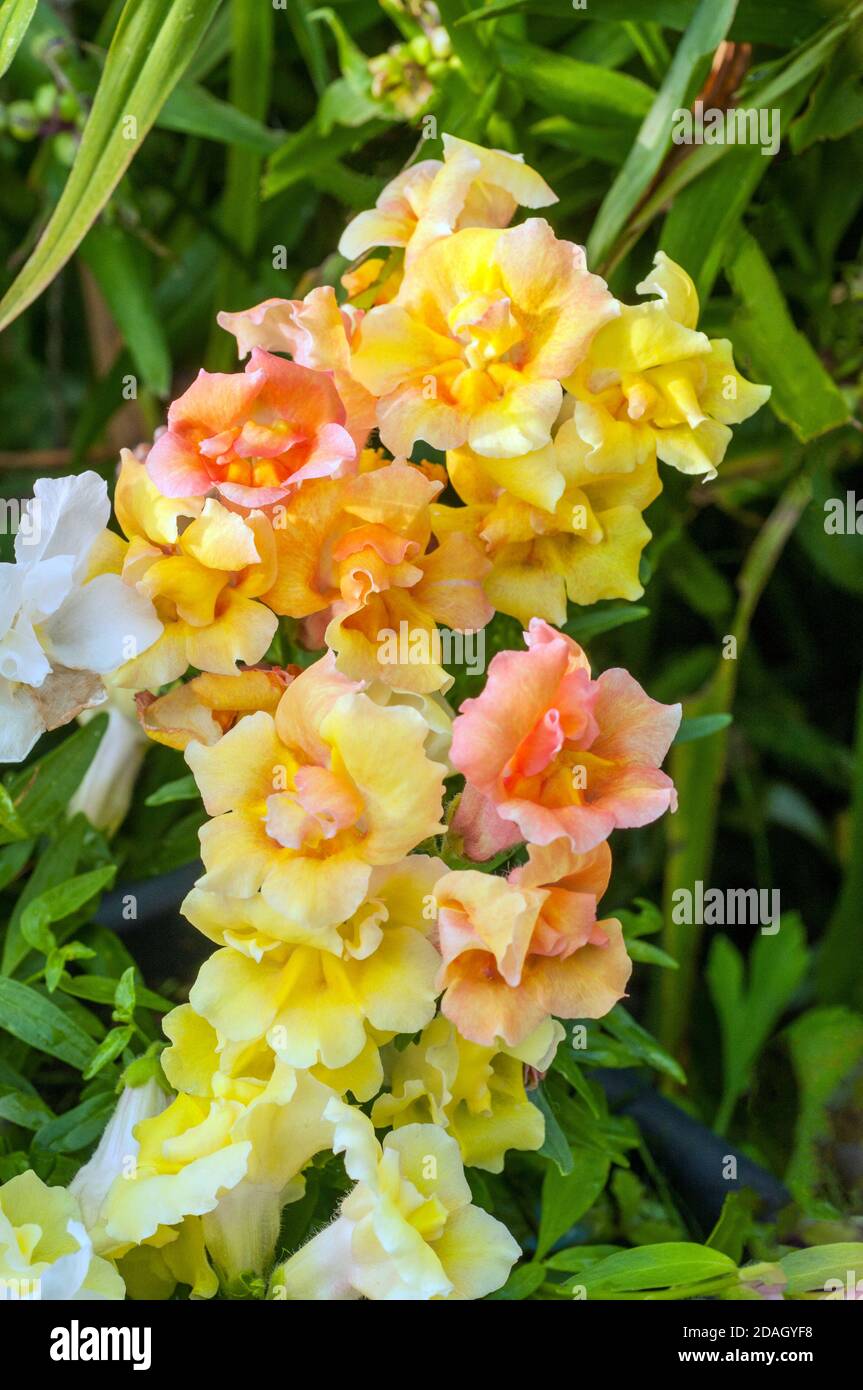 Gros plan d'Antirrhinum Twinny plante compacte naine à double fleur avec des fleurs orange bronze et jaune. Une floraison annuelle d'été à automne Banque D'Images