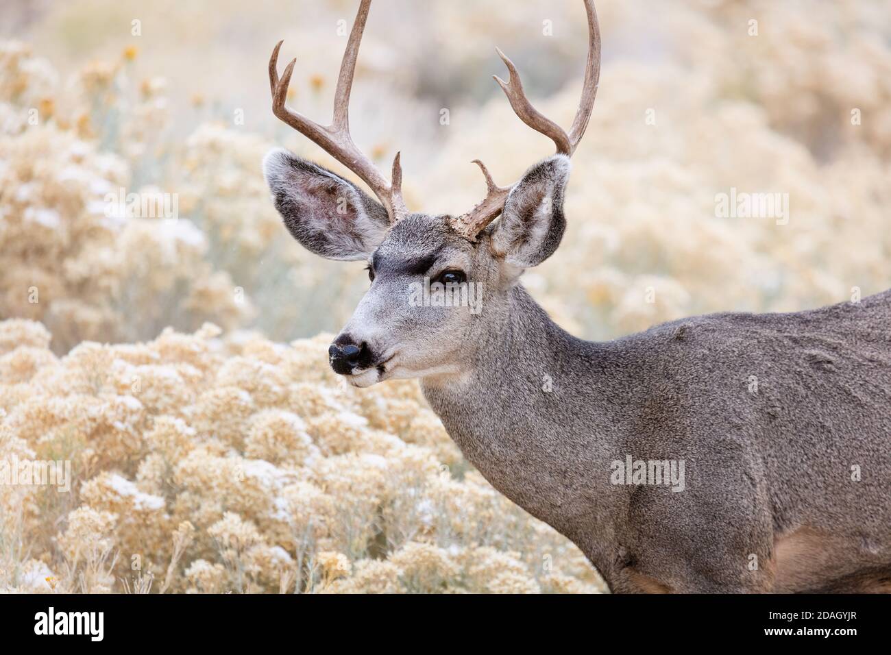 Buck de cerf mulet (Odocoileus hemionus) dans le parc national du Grand Canyon, en Arizona Banque D'Images