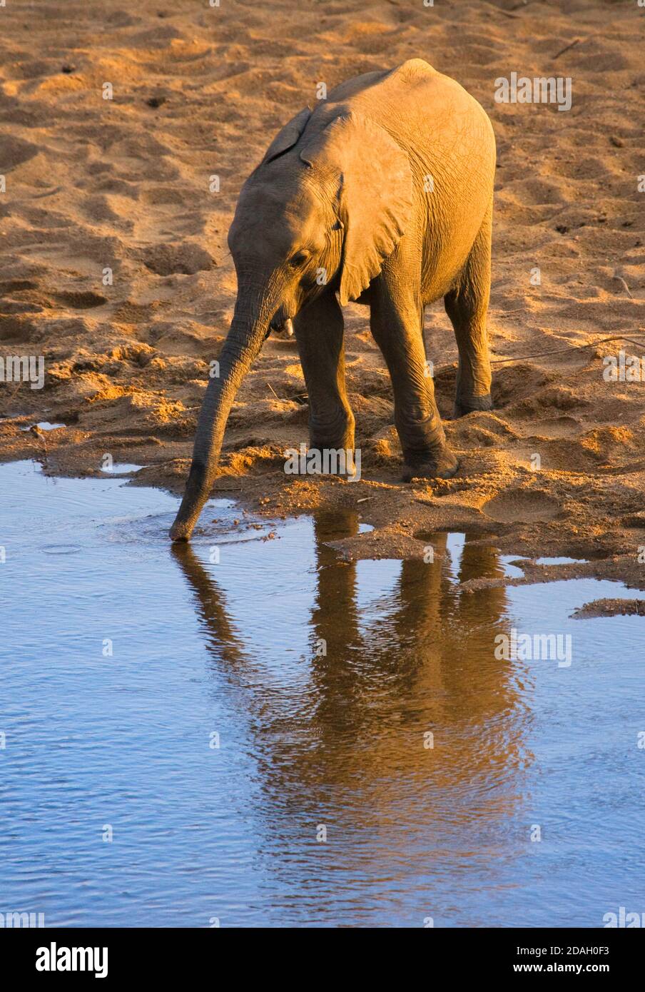 Bébé éléphant au bord de la rivière, Parc national Kruger, Afrique du Sud Banque D'Images