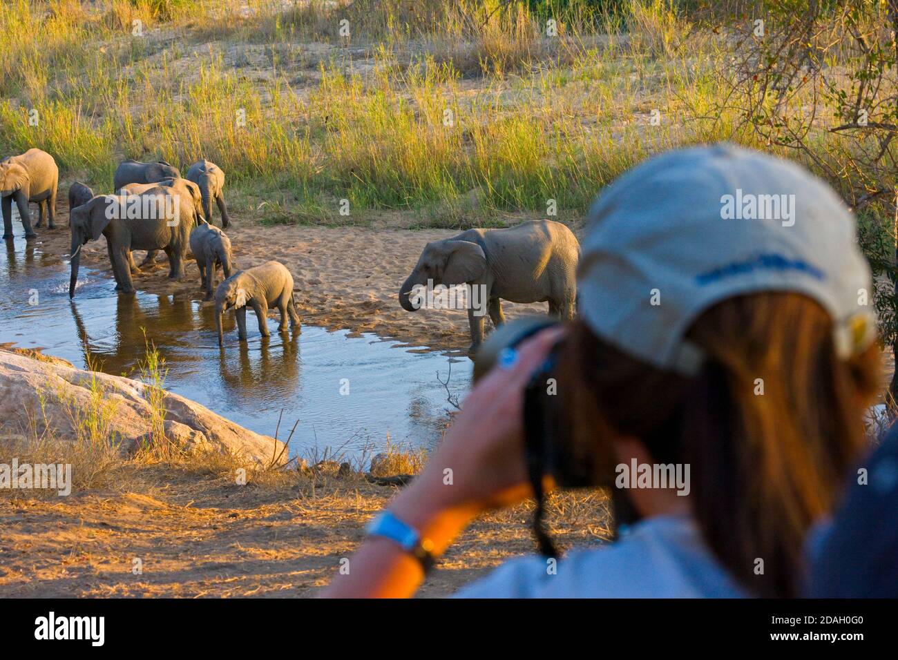 Voyageur photographie troupeau d'éléphants au bord de la rivière, Parc national Kruger, Afrique du Sud Banque D'Images
