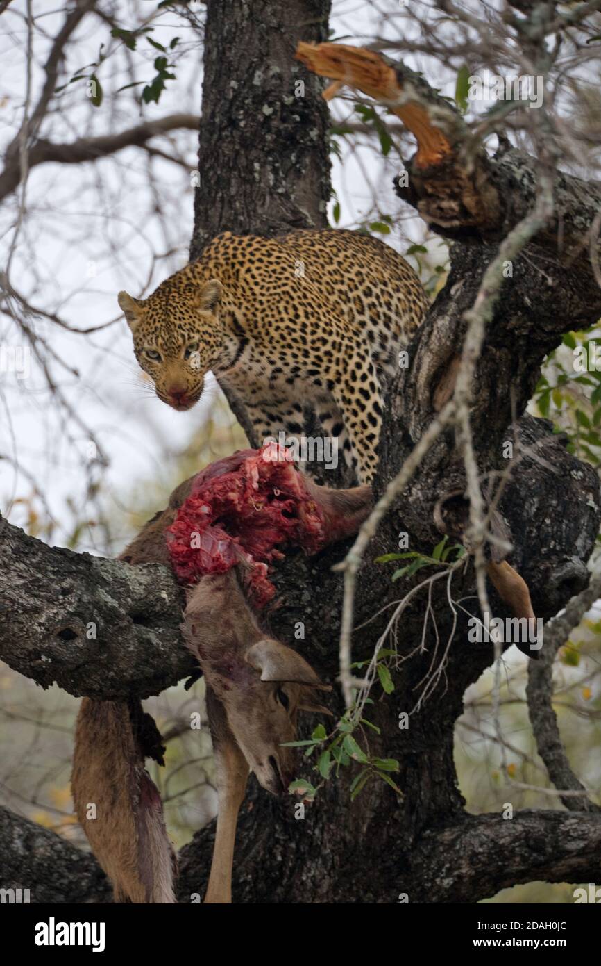 Léopard mangeant des proies sur l'arbre, Parc national Kruger, Afrique du Sud Banque D'Images