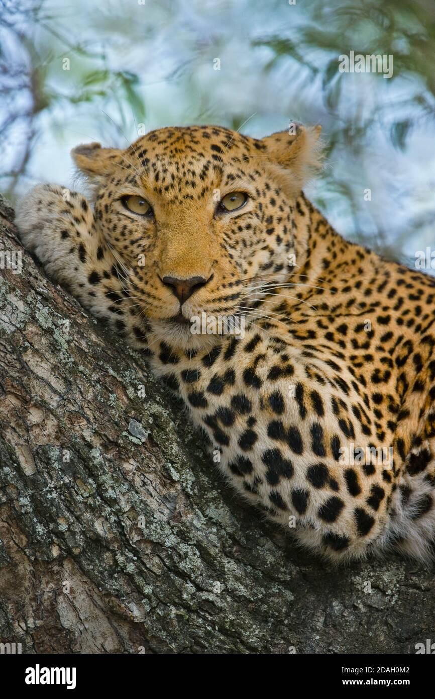 Léopard sur l'arbre, Parc national Kruger, Afrique du Sud Banque D'Images