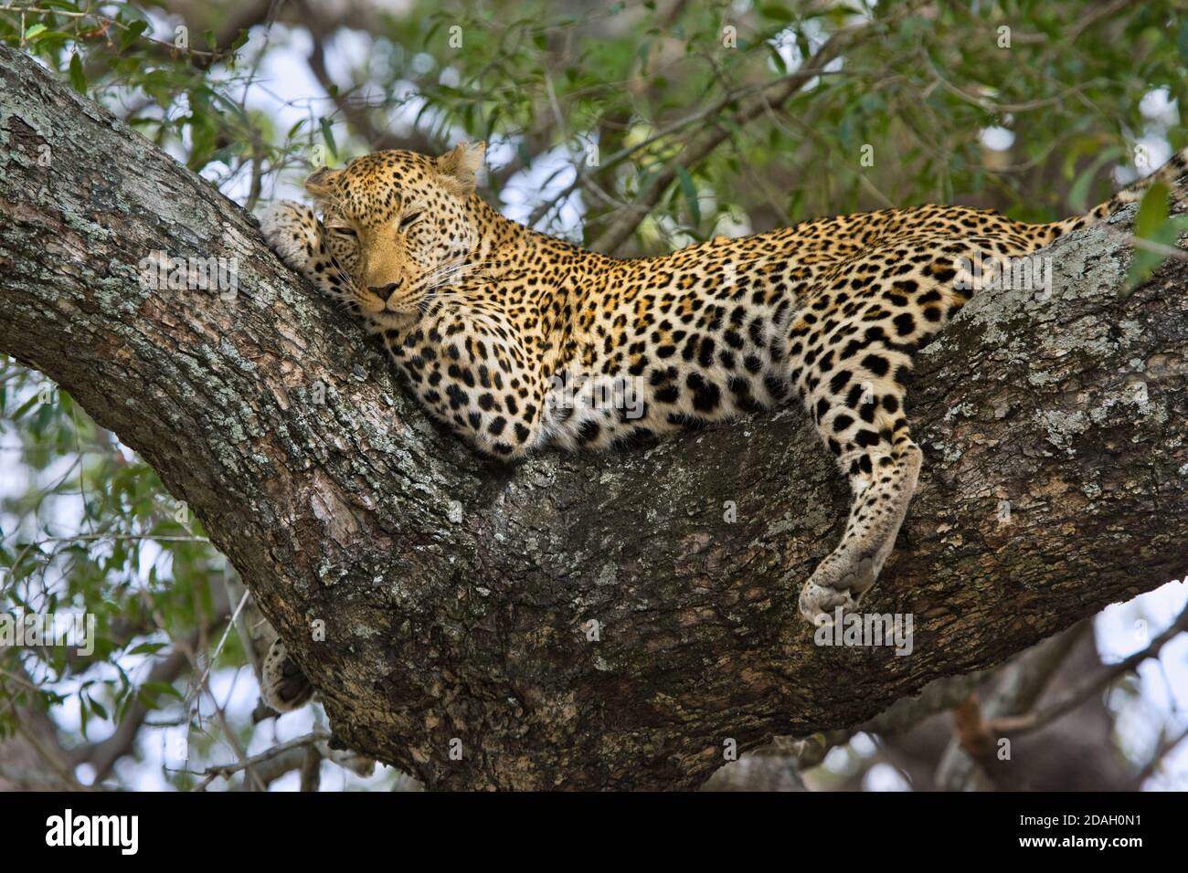 Léopard sur l'arbre, Parc national Kruger, Afrique du Sud Banque D'Images
