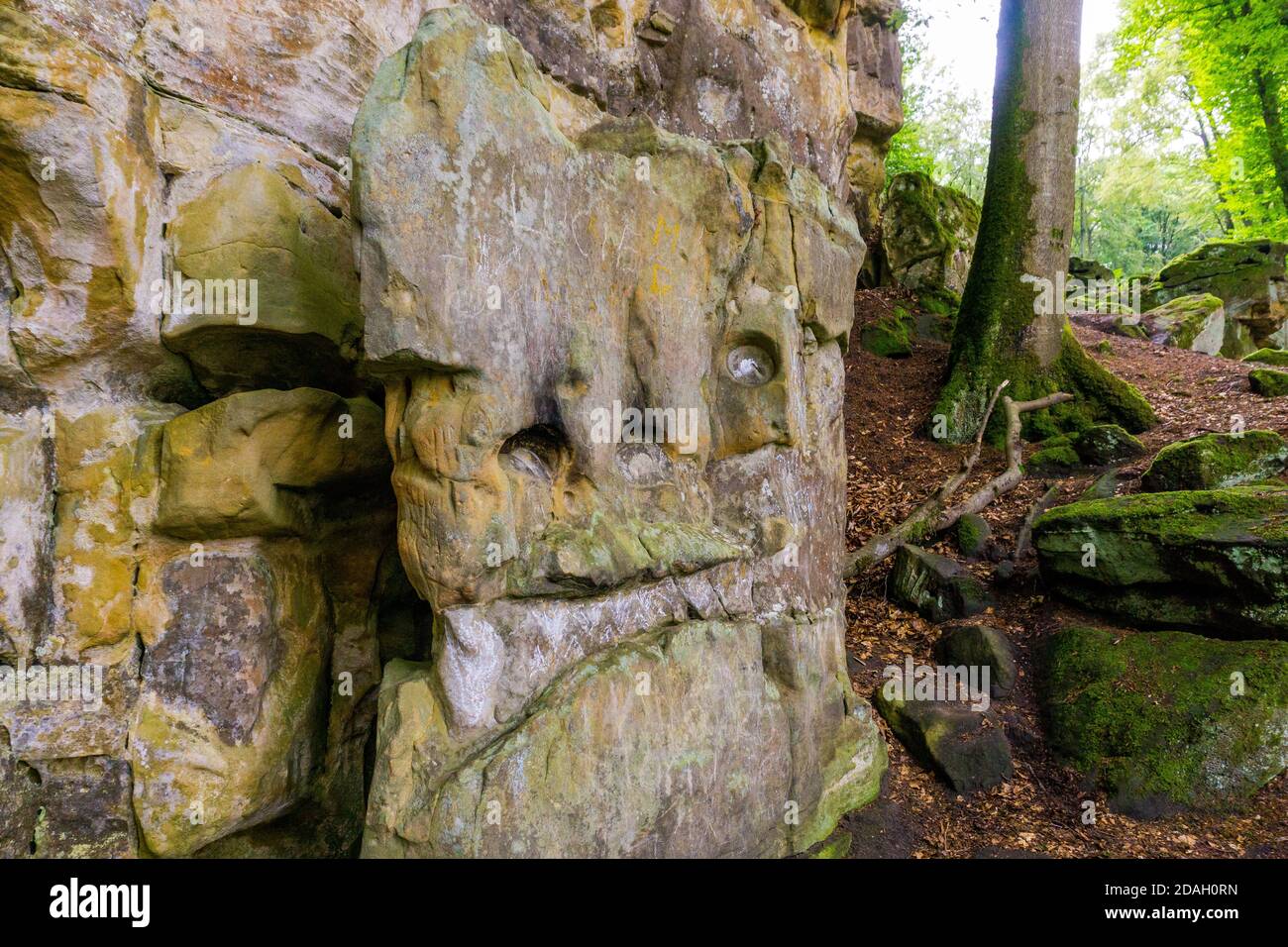 Face de dinosour naturellement caveillée en pierre de la forêt Banque D'Images