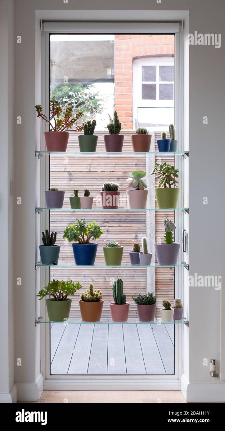 Jardin vertical intérieur exposé dans une fenêtre, avec cactus colorés et pots de plantes succulentes. Les pots sont peints à la main avec de la peinture à la craie Annie Sloan. Banque D'Images