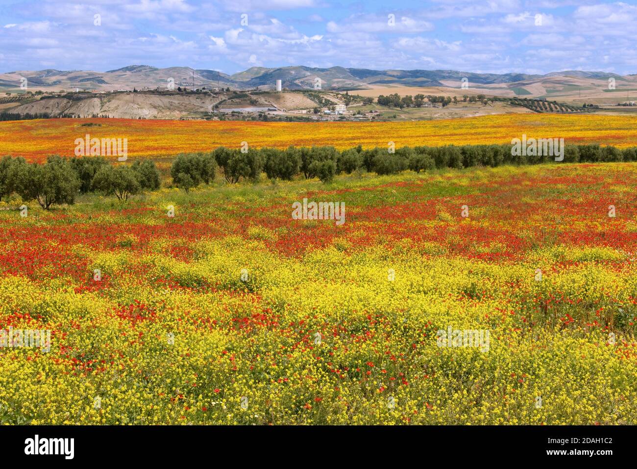 Poppy et fleurs sauvages dans les montagnes Riff, Maroc Banque D'Images