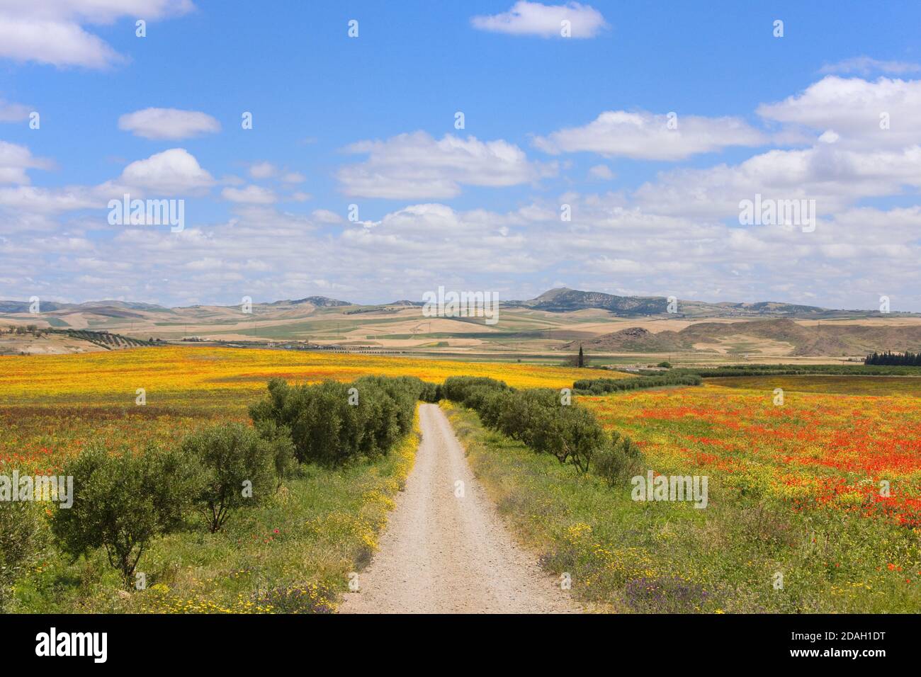Chemin à travers la prairie de pavot et de fleurs sauvages dans les montagnes de Riff, Maroc Banque D'Images
