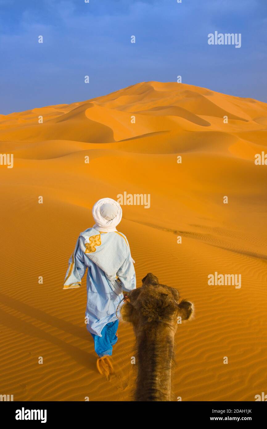 Homme dirigeant un chameau dans le désert du Sahara, Erg Chebbi, Maroc Banque D'Images