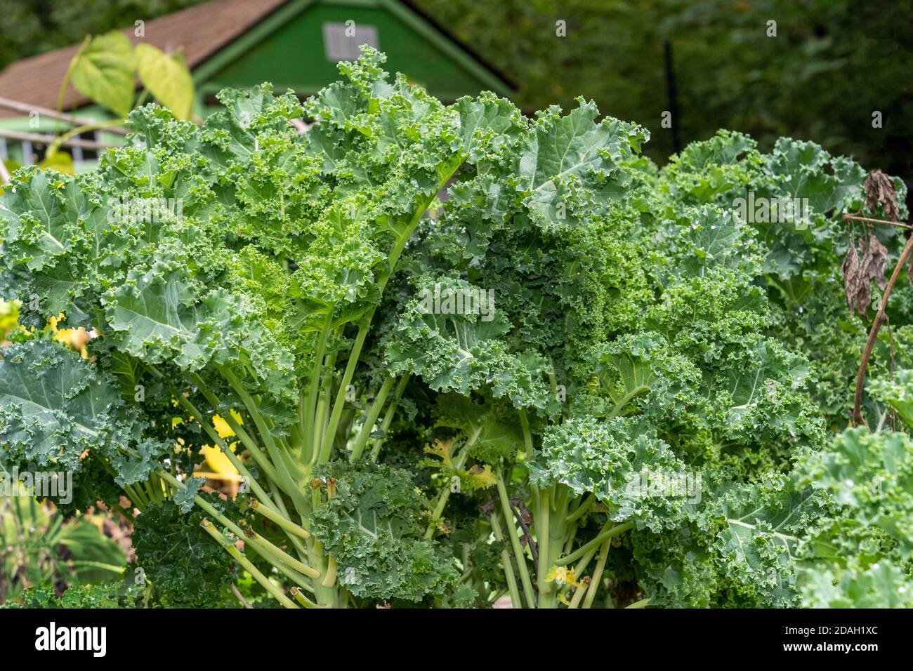 Issaquah, Washington, États-Unis. Plantes de Kale bleu nain à bordure courbé prêtes à la récolte. Banque D'Images