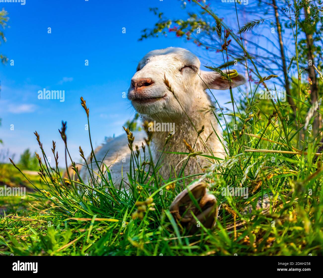 Mignon agneau souriant pondu gazon vert sur le terrain par beau temps. Joyeux mouton blanc profitant de la vie dans la prairie. Drôle d'animal relaxant dans la nature. Ferme d'été. Banque D'Images