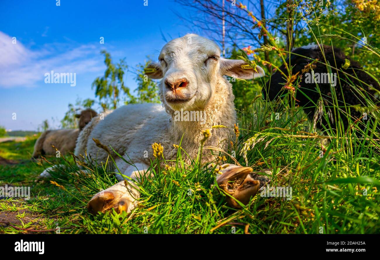 Vue basse de jolis moutons blancs dans un pré vert. Drôle jeune agneau pondre dans l'herbe et profiter de la vie dans le champ. Concept d'agriculture. Ciel bleu et ensoleillé Banque D'Images