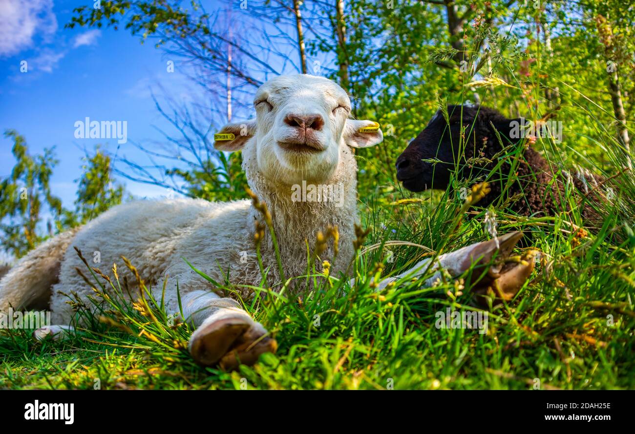 Mignon agneau pondre dans l'herbe verte au champ. Terres agricoles campagne élevage rural. Drôle d'animal souriant appréciant la vie. Troupeau de moutons. Été Meadow ensoleillé Banque D'Images