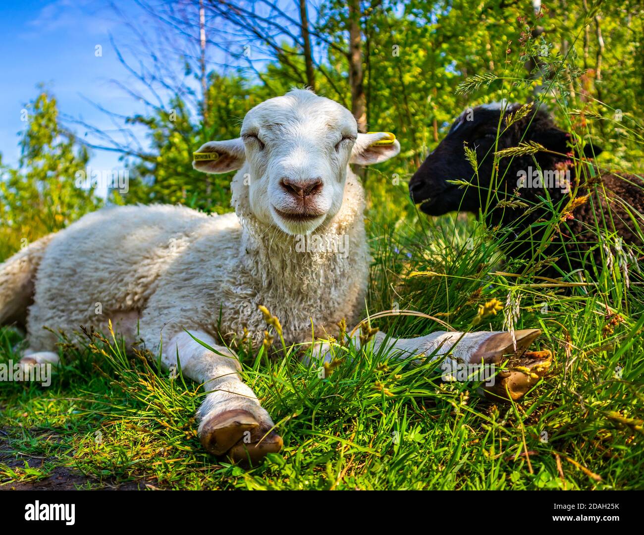 Deux brebis mignonnes dans l'herbe verte dans le champ. Bétail. Jeunes agneaux blancs mignons dans un pré, ensoleillé jour d'été. Concept de l'agriculture rurale du pays. Vue basse. Banque D'Images
