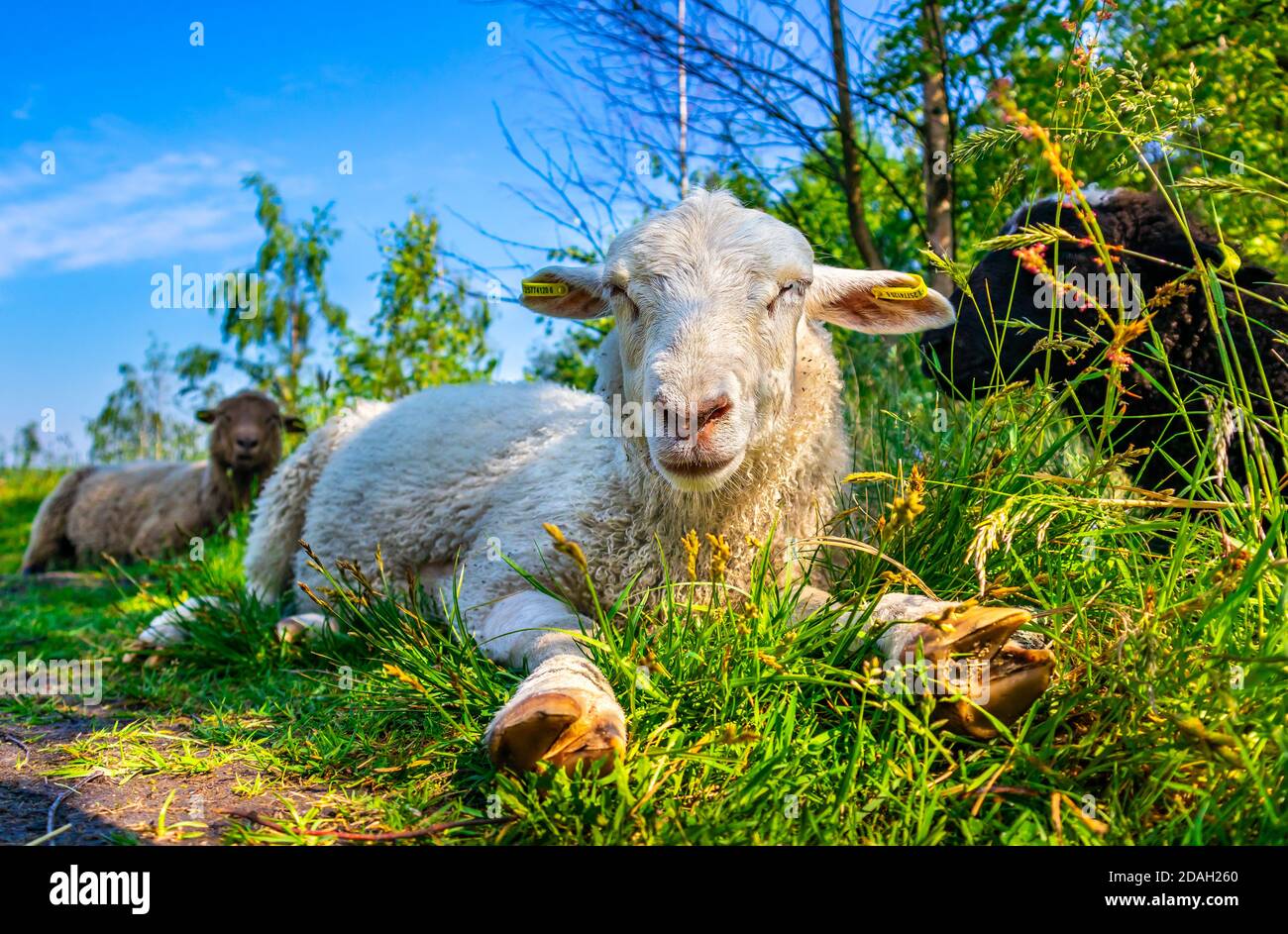 Bétail. Joli mouton blanc regardant dans l'appareil photo. Troupeau de moutons à la journée ensoleillée dans la prairie verte. Agneaux qui pondent dans l'herbe verte au champ. Ferme campagne été Banque D'Images