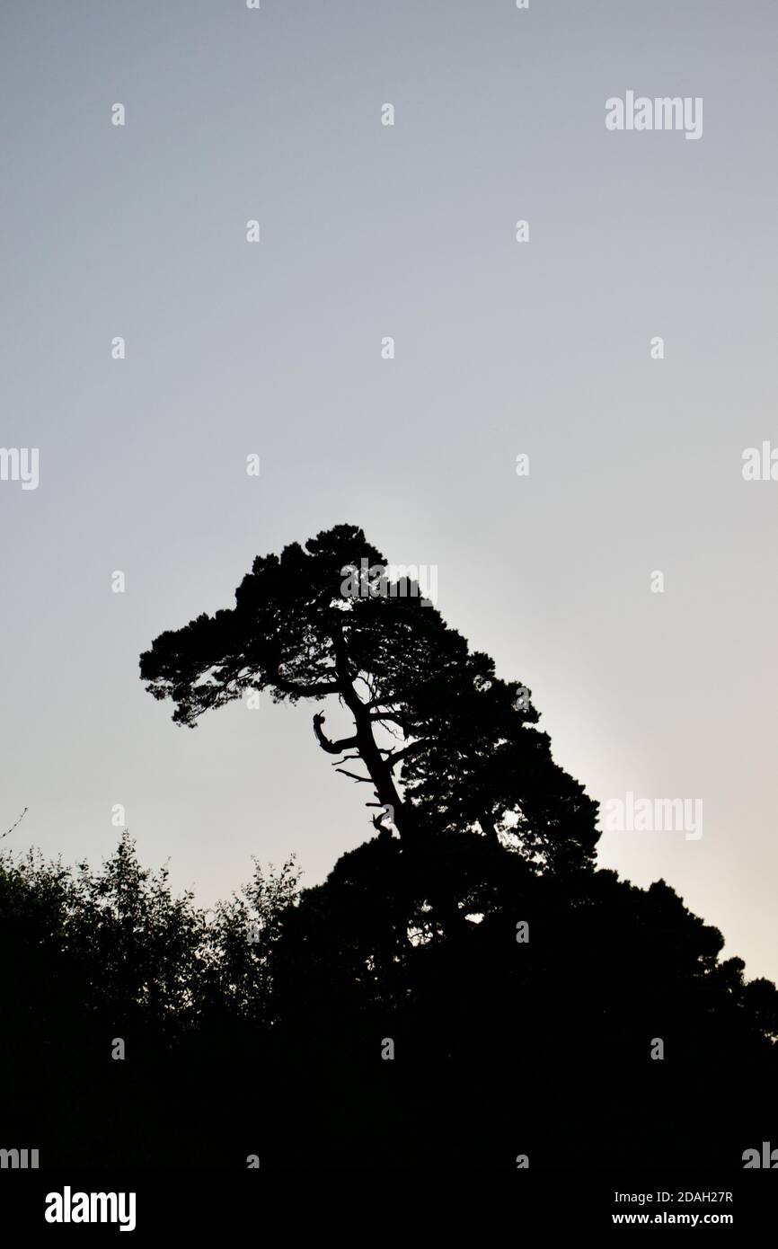 Un pin sylvestre (Pinus sylvestris) tassoulé contre le ciel de la soirée. Une branche ressemble à un doigt central en colère et en arrachement (arbre donnant le courge Banque D'Images
