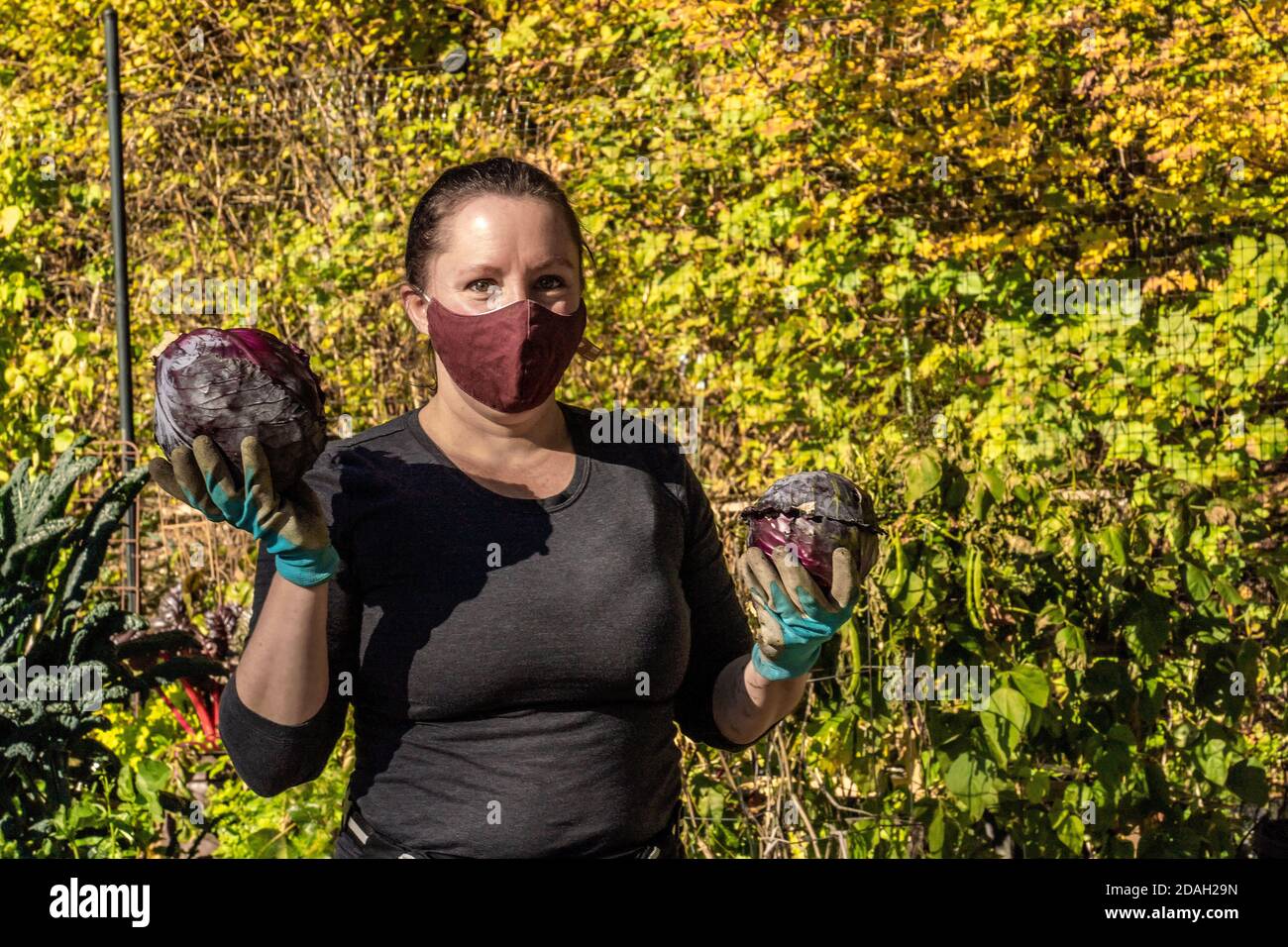 Issaquah, Washington, États-Unis. Femme tenant deux têtes de chou rouge (violet) fraîchement récolté dans un jardin communautaire. Banque D'Images